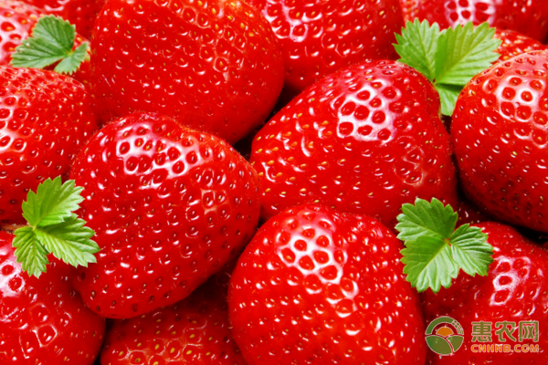 临近春节，各地草莓行情如何？2019草莓市场收购行情